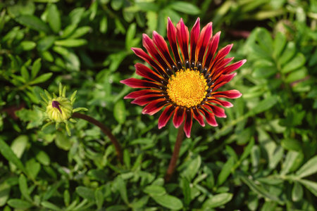 Red Gazania flower in the garden.の写真素材