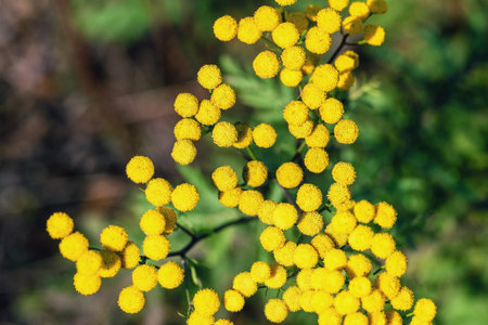 Yellow tansy flowers in the garden.