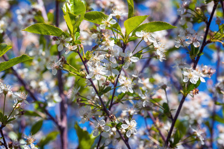 Blooming cherry bush in the garden.の写真素材