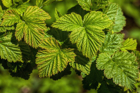 Green leaves on a raspberry bush.の写真素材