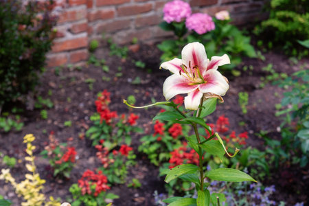 Pink lilies in the summer garden.の写真素材