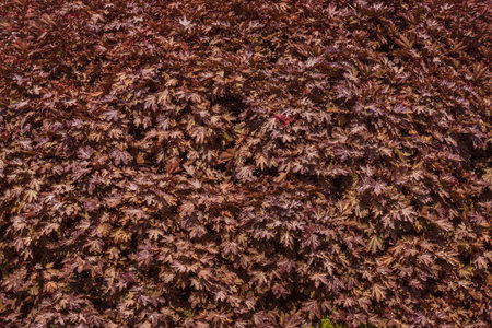 Brown foliage of acer platanoides.の写真素材