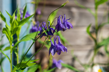 Blue bells flowers in the garden.の写真素材