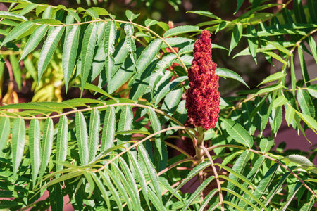 Red flower of Rhus typhina.