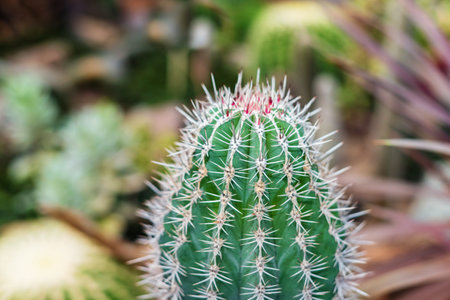 The top of a cactus with long spines.の写真素材