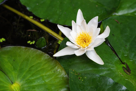 White water lily flower on green leaves.の写真素材