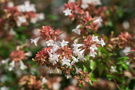 White flowers in the garden.の写真素材