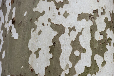 Old sycamore tree bark, background.の写真素材