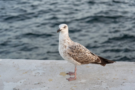 Seagull on a pier near the water, Turkey.