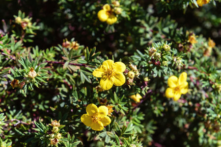 Flowers of the shrubby yellow cinquefoil in the garden.の写真素材