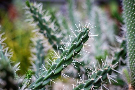 Green cactus with white needles.の写真素材