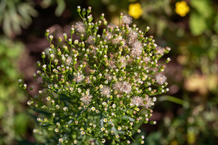 Conyza canadensis in the summer garden.