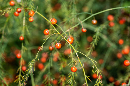 Red asparagus berries in the summer garden.の写真素材