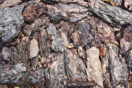 Pieces of tree bark, texture.