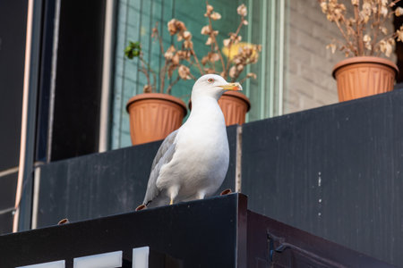 Seagull on the canopy of a house, Istanbul.の写真素材