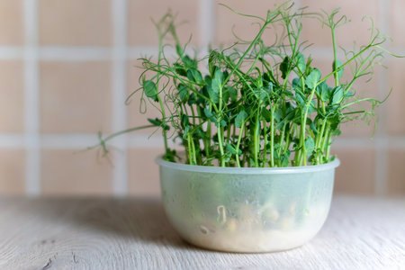 Fresh microgreens peas in a bowl on the table.の写真素材