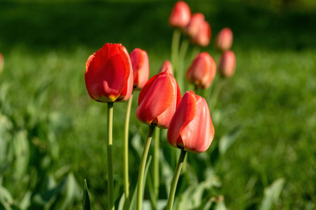 Red tulips in the garden on a sunny day.の写真素材