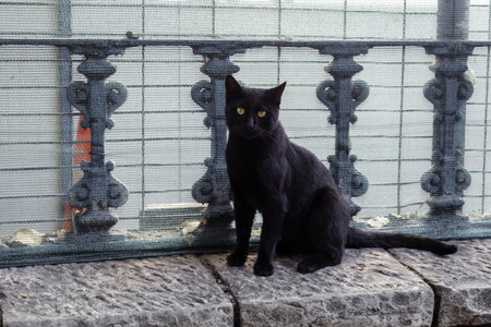Black street cat with yellow eyes.の写真素材