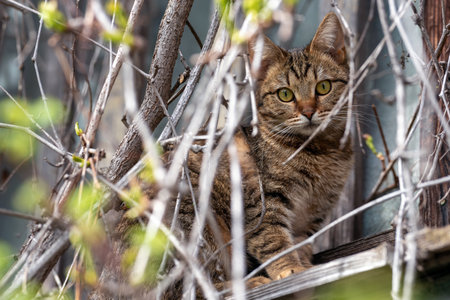 Kitten looking among the branches.の写真素材