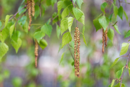 Catkins on a birch tree in spring.の写真素材