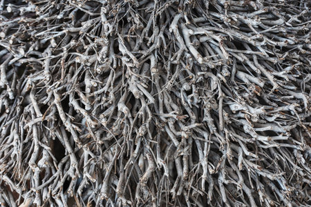 Interweaving of branches of trimmed bushes.