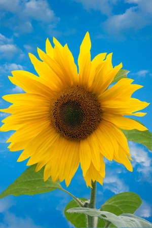 absolutely beautiful shot of sunflowerの写真素材
