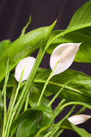 Peace Lily spathiphyllum floribundumの写真素材