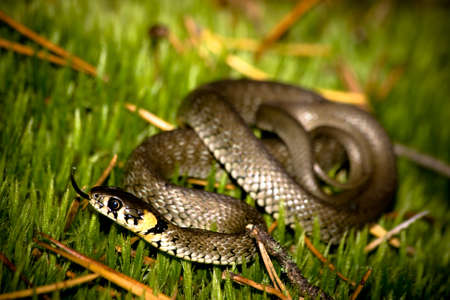 Grass Snake In wood against a moss in a dwelling habitatの写真素材