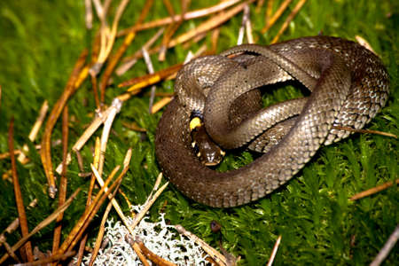 Grass Snake In wood against a moss in a dwelling habitatの写真素材