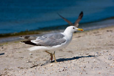 Seagull on the bank of the black sea の写真素材