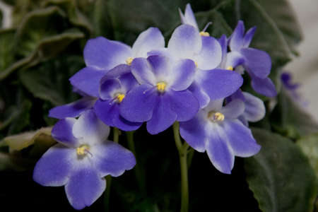 A close look at beautiful purple blooms of African violet houseplant
