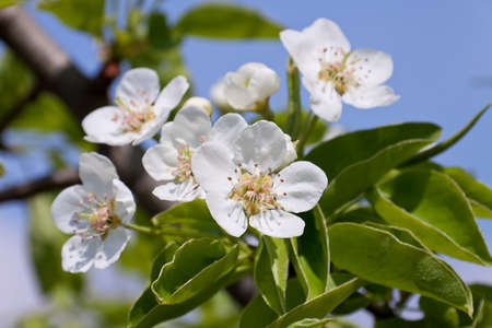 spring flowersの写真素材