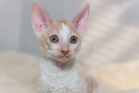 cute plush red kitten Cornish Rex