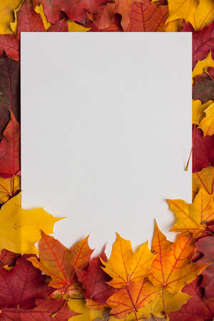 white sheet of paper on yellow autumn leavesの写真素材