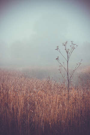 Morning autumn landscape meadows forests in the fogの写真素材