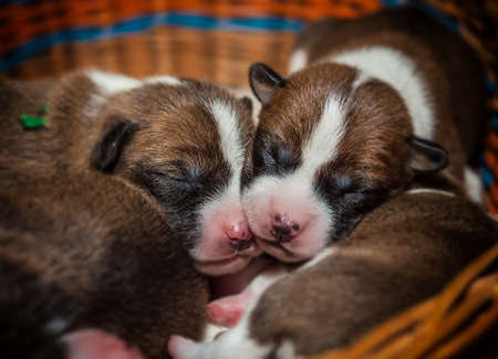 cute dog puppy basenji, african no barking dog