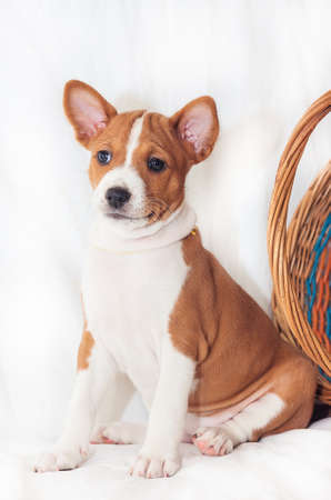 beautiful, cute puppy dogs not barking African dog breed basenjiの写真素材