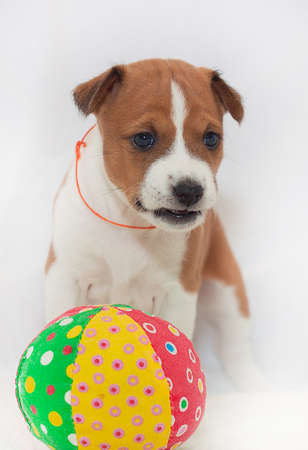beautiful, cute puppy dogs not barking African dog breed basenjiの写真素材