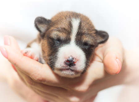 beautiful, cute puppy dogs not barking African dog breed basenjiの写真素材