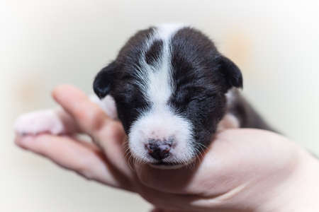 beautiful, cute puppy dogs not barking African dog breed basenjiの写真素材