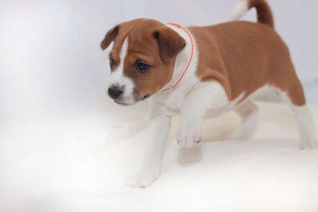 beautiful, cute puppy dogs not barking African dog breed basenjiの写真素材