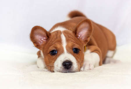 beautiful, cute puppy dogs not barking African dog breed basenjiの写真素材