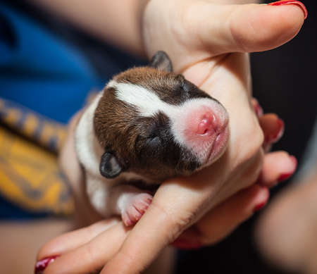 beautiful, cute puppy dogs not barking African dog breed basenjiの写真素材