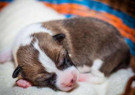 beautiful, cute puppy dogs not barking African dog breed basenjiの写真素材