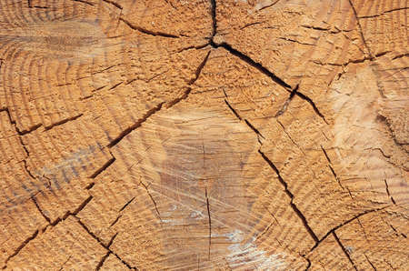 Photo texture of a cut of a natural pine tree close-upの写真素材