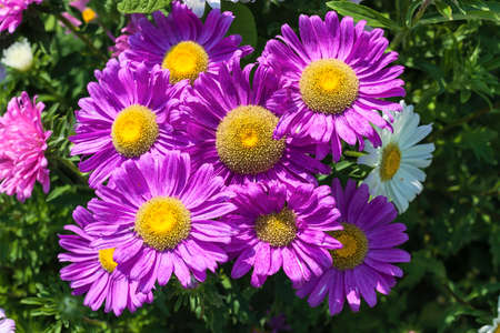 Beautiful flowers of purple asters in nature on a green backgroundの写真素材