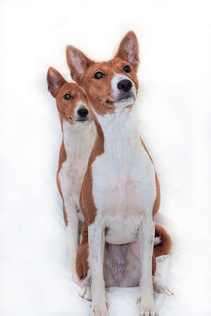 red-haired, African non-fading dog basenji on a white background chinese new year 2018の写真素材