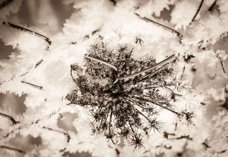 Beautiful snowy winter landscape, wildlifeの写真素材