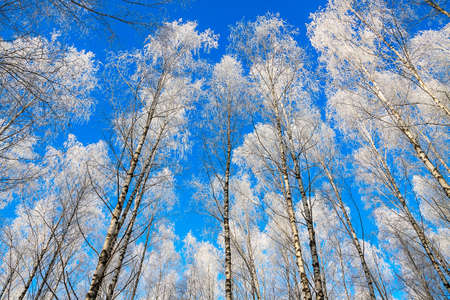 beautiful winter landscape of snow-covered nature, trees in frostの写真素材