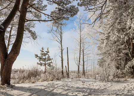beautiful winter landscape of snow-covered nature, trees in frostの写真素材